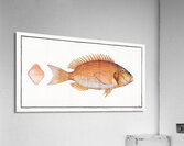 Sea-Rough Sparus Dentex Acrylic Print