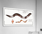 1. Chain-Fish Gymnothorax catenatus 2. Silver-Lamprey Petromyzon agrenteus Acrylic Print
