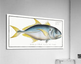 Carangoe Scomber Carangus Acrylic Print