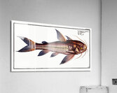 Rib-fish Cataphractus costatus Acrylic Print