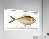 Green Mackrel Scomber Chloris Acrylic Print