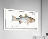 Punctulated Umber Sciaena punctata Acrylic Print