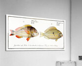 1. Pacu Perca unimaculata 2. Jub Perca Juba Acrylic Print