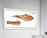 Shovel Platycephalus Spathula Acrylic Print