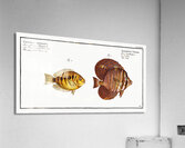 1. Sail Acanthurus Velifer 2. Maculated Chetodon Chaetodon maculatus Acrylic Print