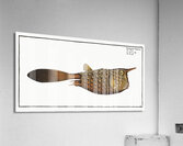 Horn-fish Ostracion Cornutus Impression acrylique