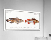 1. Bordered Wall-eye Epinephelus marginalis 2. Brown Wall-eye Epinephelus bruneus Acrylic Print