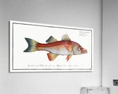 Eleven-ray Sciaena undecimalis Acrylic Print