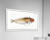 Blennius superciliosus Acrylic Print