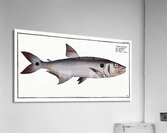 Sickle-Salmon Salmo falcatus Acrylic Print