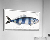 Pilote-Fish Scomber Ductor Impression acrylique