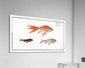 Gold-Fish Cyprinus Auratus Acrylic Print