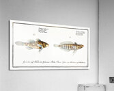 1. Cylindric Umber Sciaena cylindrica 2. Spotted Umber Sciaena maculata Acrylic Print