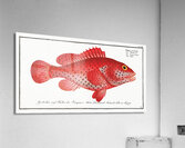 Hind Perca Guttata Acrylic Print