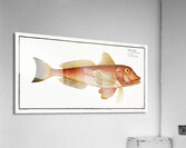 Pine-bough Trigla Pini Acrylic Print