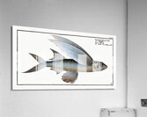 Middle-Pinned Flying-Fish Exocoetus Mesogaster Acrylic Print