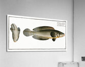 Punctulated Snake-head Ophicephalus punctatus Acrylic Print