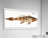 Bearded Lancet-tail Lonchurus barbatus Acrylic Print