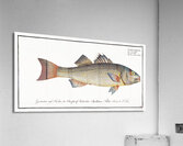 Two-spined Umber Sciaena diacantha Acrylic Print