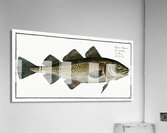 Cod Fish Gadus Morhua Acrylic Print