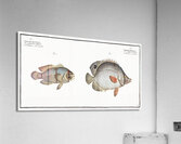 1. Chaetodon bimaculatus 2. Chaetodon biaculeatus Acrylic Print