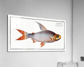 Toothless Salmon Salmo edentulus Acrylic Print