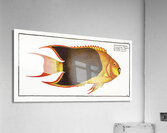 Treble-coloured Chaetodon tricolor Acrylic Print