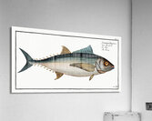 Tunny Scomber Thynnus Acrylic Print