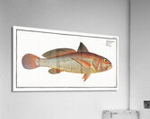 Aney Johnius Aneus Acrylic Print