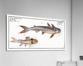 1. Knotty Silure Silurus Nodosus 2. Four spotted Silure Silurus Quadrimaculatus Acrylic Print