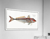 Red Gurnard Trigla Cuculus Acrylic Print