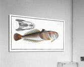 Star-Gazer Uranoscopus Scaber Acrylic Print