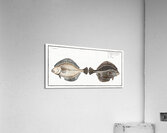 Flounder Pleuronectes Flesus Acrylic Print