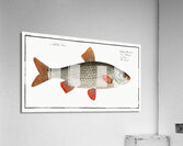 Roach Cyprinus Rutilus Acrylic Print