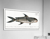 Negro-Mackrel Scomber niger Acrylic Print