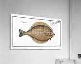 Dab Pleuronectes Limanda Acrylic Print