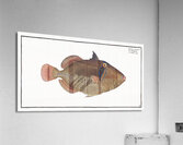 Balstes aculeatus Acrylic Print