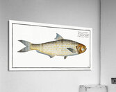 Herring of Malabar Clupea malabarica Acrylic Print