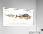 1. Schratser Gymnocephalus Schratser 2. Siver-Bald Gymnocephalus argenteus Acrylic Print