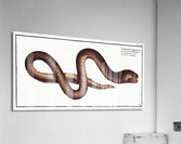 Marble Synbrant Synbranchus marmoratus Acrylic Print