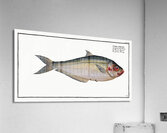 Africain Herring Clupea africana Acrylic Print