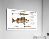 1. Fifteen-Spined Stickleback Gasterosteus Spinachia 2. Ruffe Perca Cernua 3. Stickleback Gasterosteus Aculeatus 4. lesser Stickleback Gasterosteus Pungitius Acrylic Print