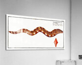 Netting Bare-Breast Gymnothorax reticulatus Acrylic Print