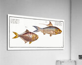 1. Nose-Herring Clupea Nasus 2. Little Mackrel Scomber minutus Acrylic Print