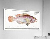 Negro-fish Perca punctata Acrylic Print