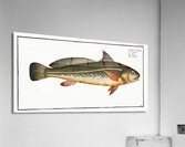 Karutt Johnius Carutta Acrylic Print