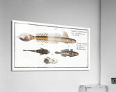 1. 4. Lancet-Goby Gobius Lanceolatus 2. 3. Black Goby Gobius Niger Acrylic Print