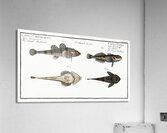 1. 2. River Bullhead Cottus Gobio 3. 4. Armed Bullhead Cottus Cataphractus Acrylic Print
