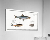 1. Dace Cyprinus Leuciscus 2. Spirling Cyprinus Aphya 3. Hatchet-Belly Gasteropelecus Acrylic Print