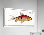 Frederics Salmon Salmo Friderici Acrylic Print